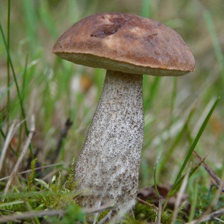 berkenboleet