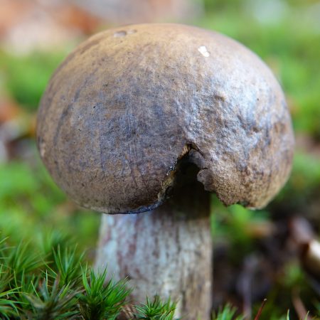 berkenboleet