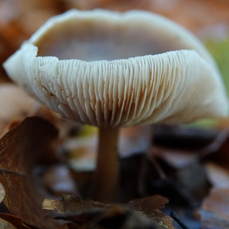 botercollybia