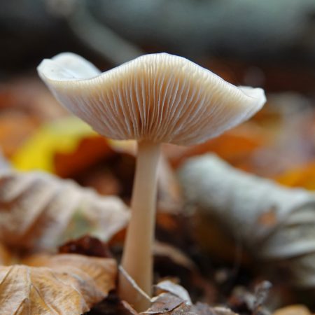 botercollybia