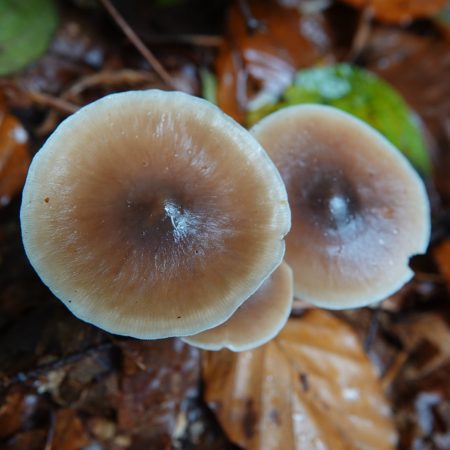 botercollybia