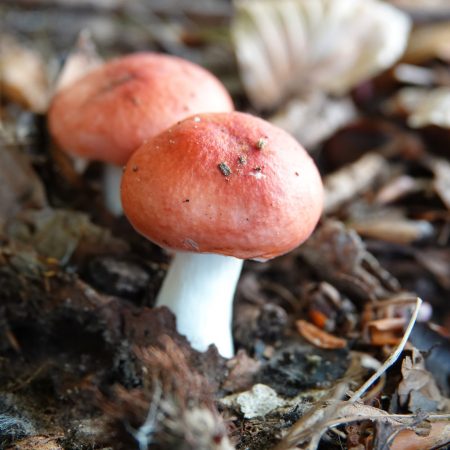 braakrussula