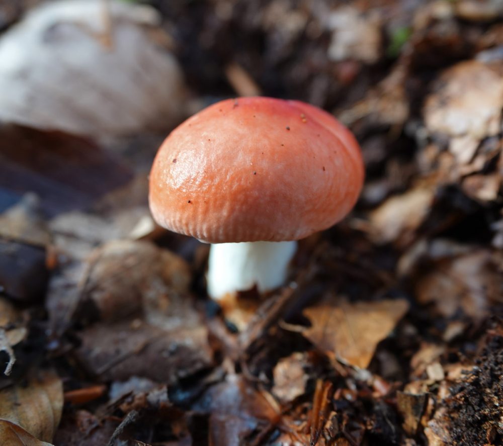 braakrussula