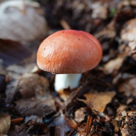 braakrussula