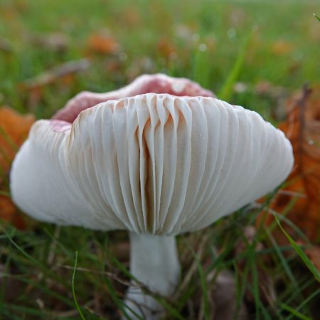 broze russula