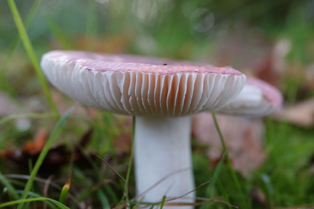 broze russula
