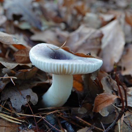 broze russula