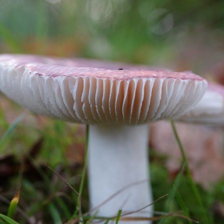 broze russula