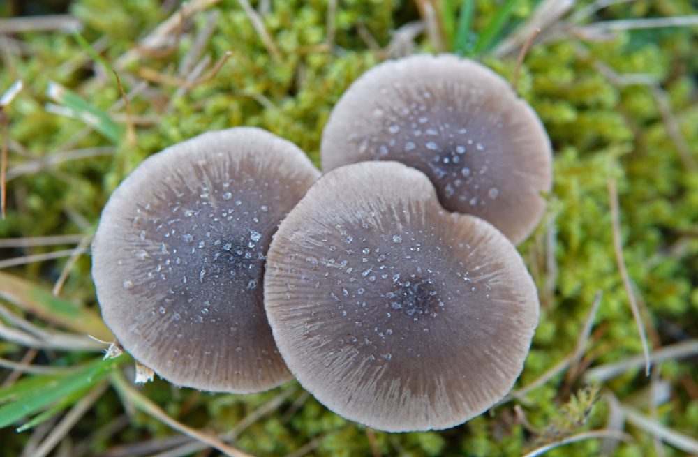 bruine satijnzwam