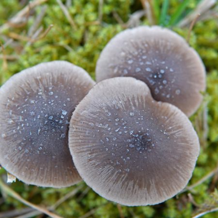 bruine satijnzwam