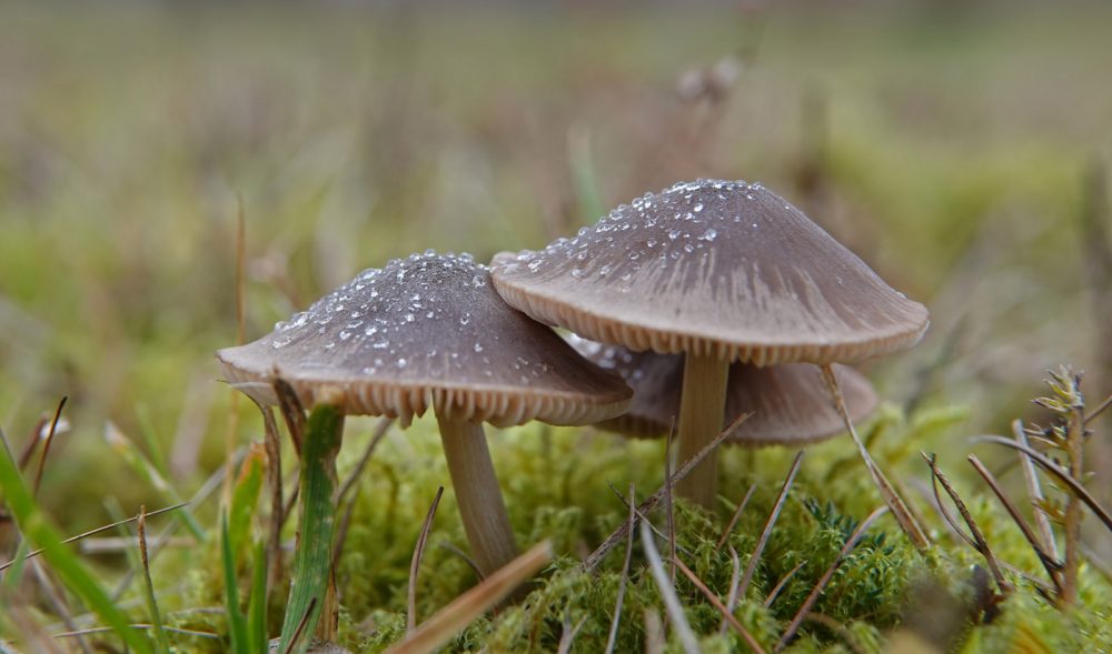 bruine satijnzwam