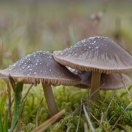 bruine satijnzwam