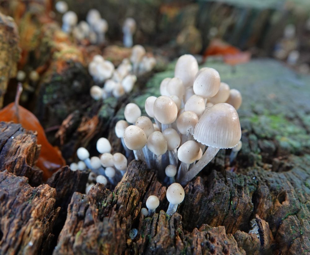 bundelmycena