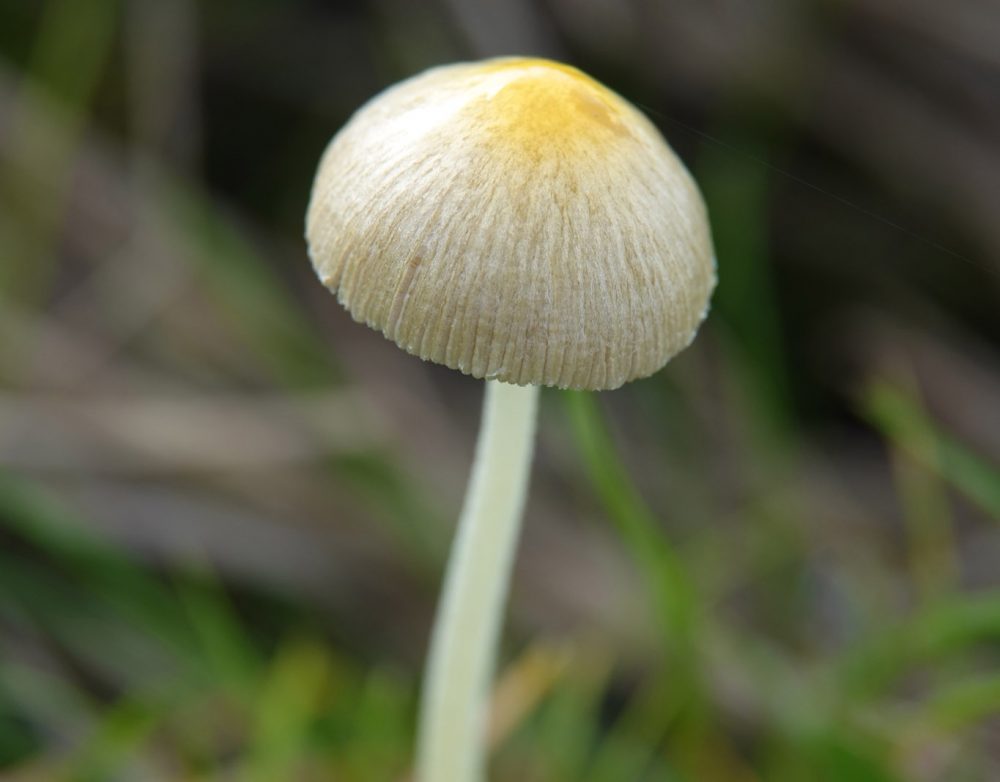 dooiergele mestzwam