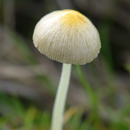 dooiergele mestzwam