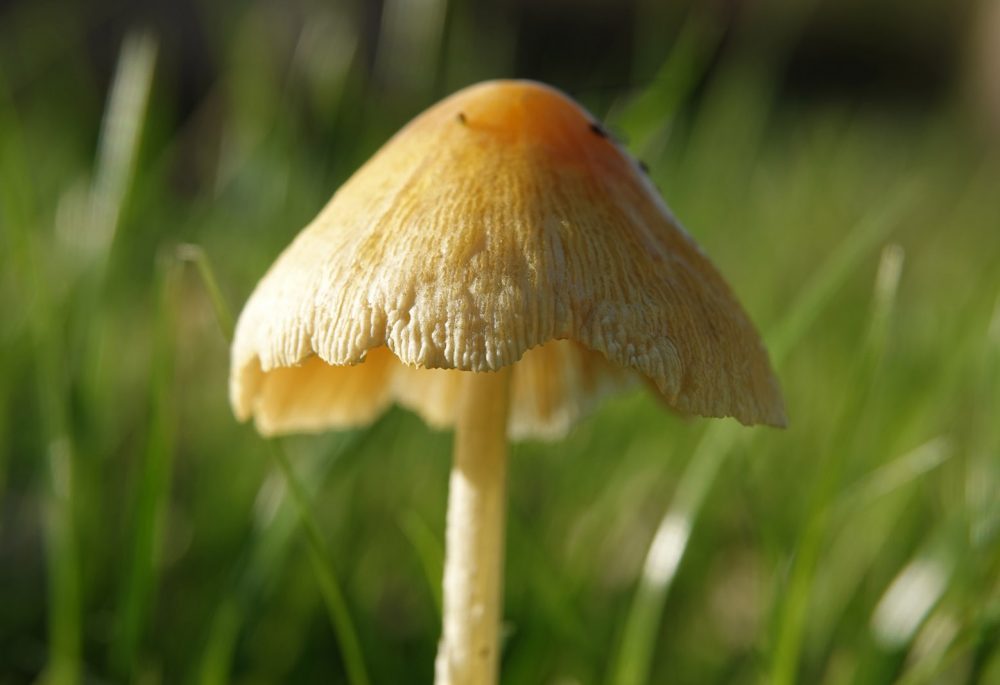 dooiergele mestzwam