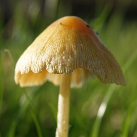 dooiergele mestzwam