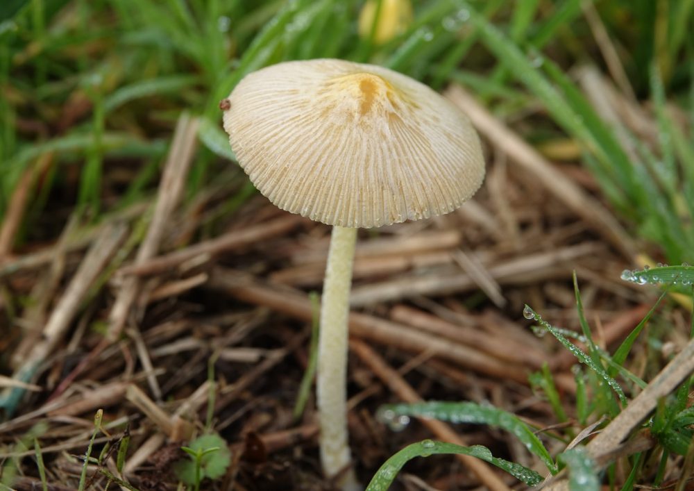 Dooiergele mestzwam in de Onlanden