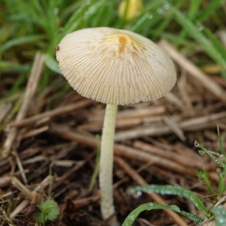 dooiergele mestzwam