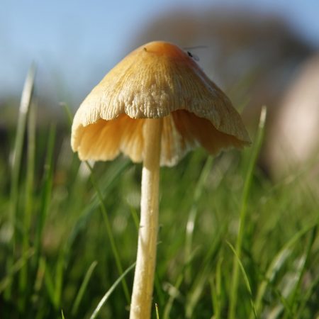 dooiergele mestzwam