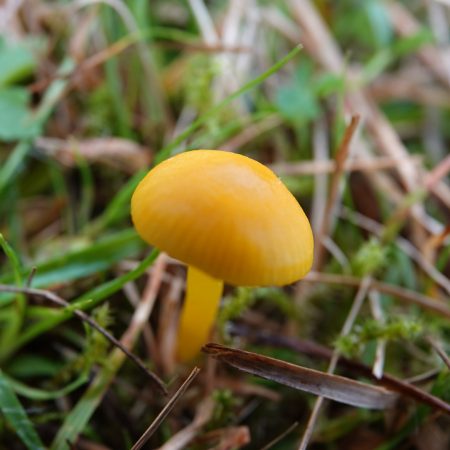 elfenwasplaat