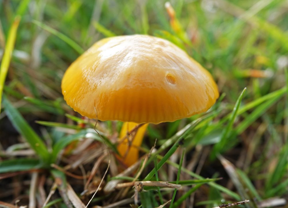 elfenwasplaat