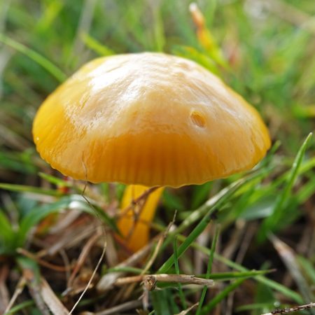 elfenwasplaat