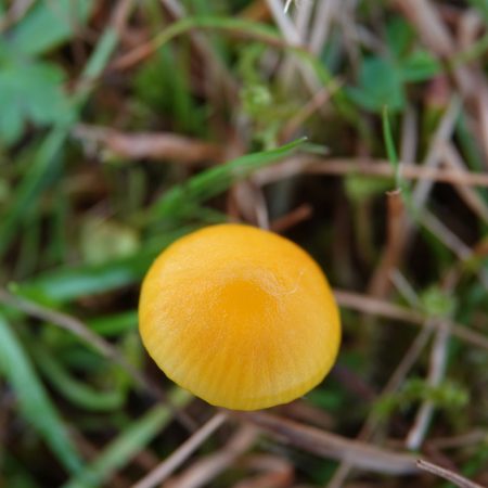 elfenwasplaat