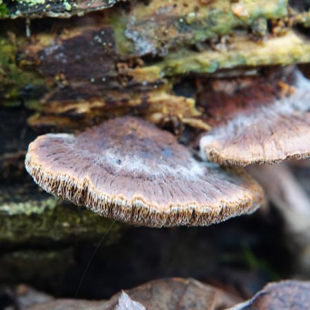 elzenweerschijnzwam