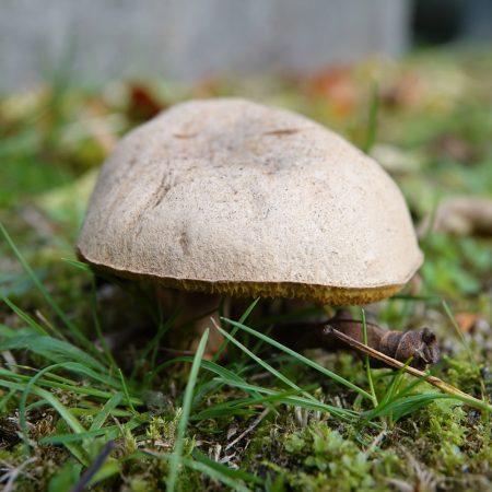 fluweelboleet (soort onbekend)
