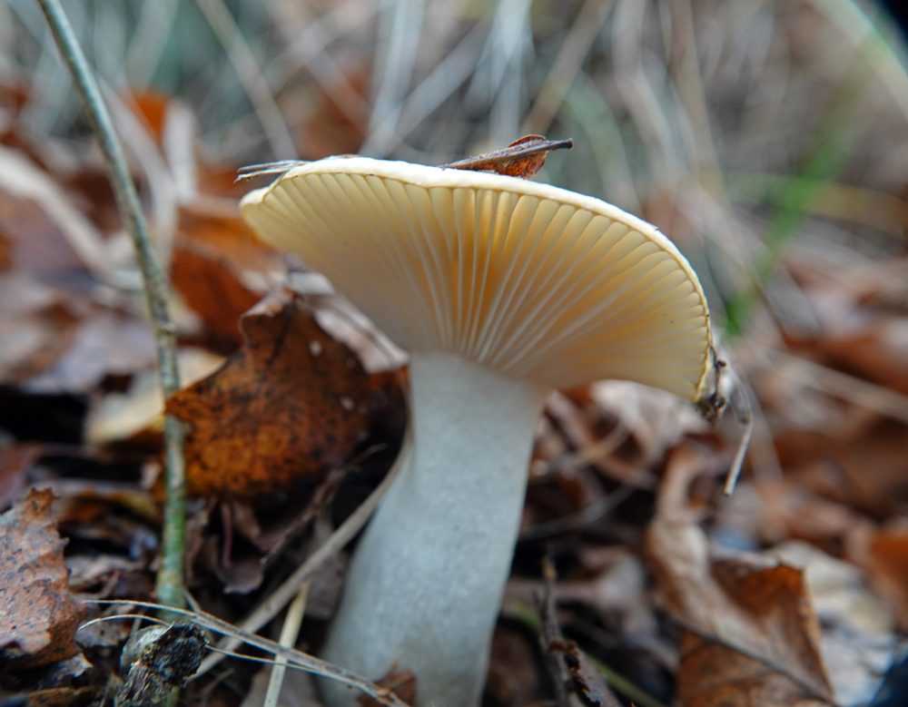 geelwitte russula