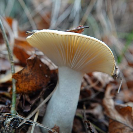 geelwitte russula