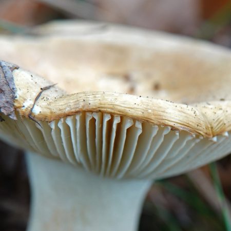 geelwitte russula