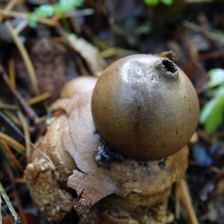 gekraagde aardster