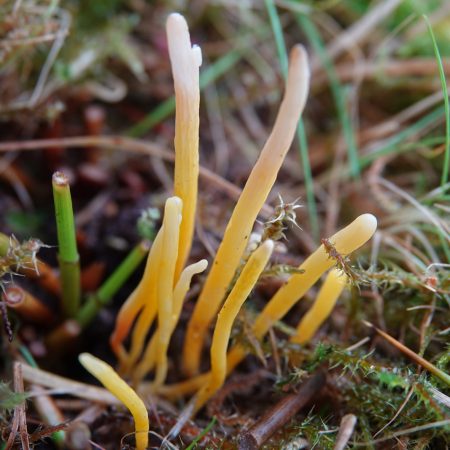 gele knotszwam