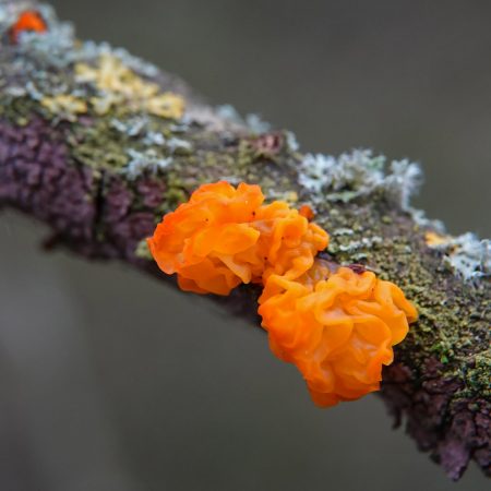 gele trilzwam