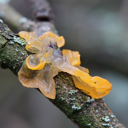 gele trilzwam