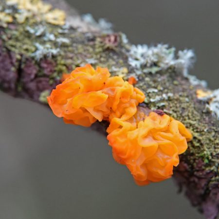 gele trilzwam
