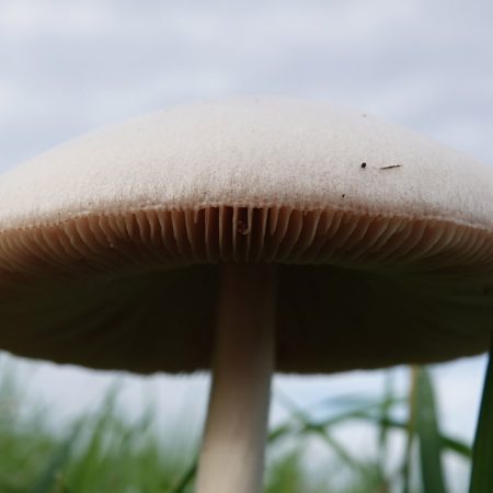 gewone beurszwam