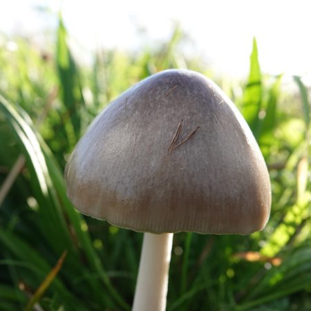 gewone beurszwam
