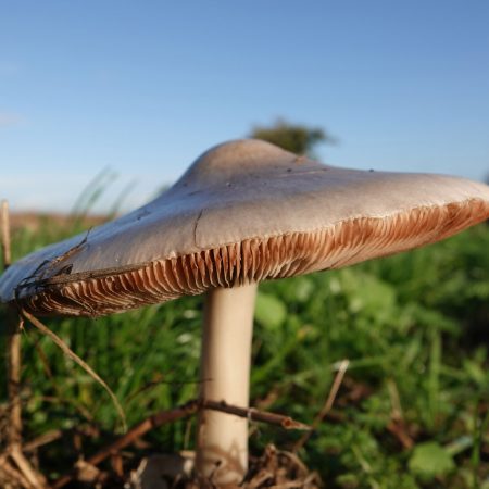 gewone beurszwam