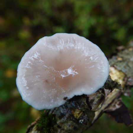 gewone oesterzwam