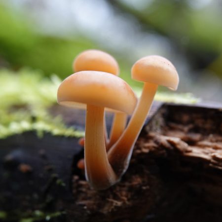 gewoon fluweelpootje