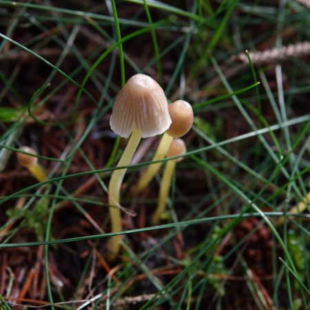 graskleefsteelmycena