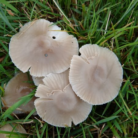 grauwe wasplaat