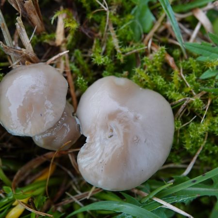 grauwe wasplaat