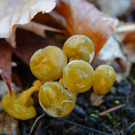 groene glibberzwam