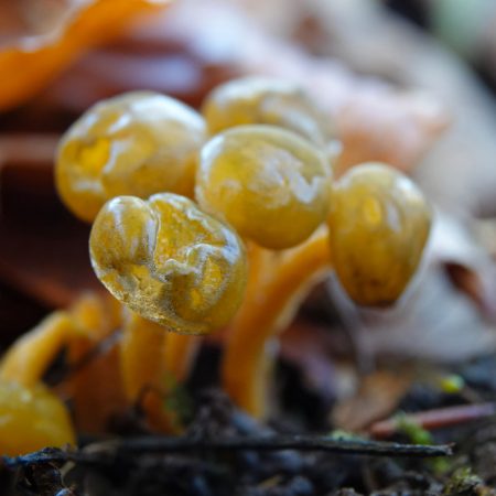groene glibberzwam