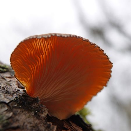 groene schelpzwam