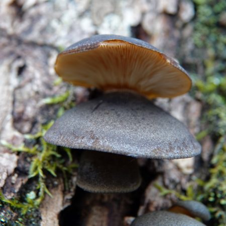 groene schelpzwam